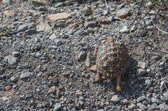 Psammobates tentorius