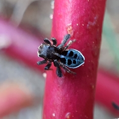 Maratus nigromaculatus