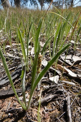 Plantago gaudichaudii
