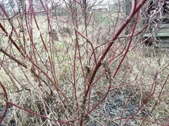 Cornus