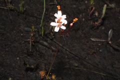 Drosera myriantha