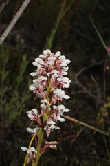 Prasophyllum gibbosum
