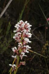 Prasophyllum gibbosum