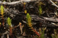 Selaginella gracillima