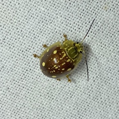 Paropsis marmorea