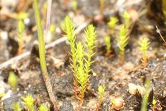 Selaginella gracillima