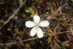 Drosera modesta