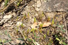 Selaginella gracillima