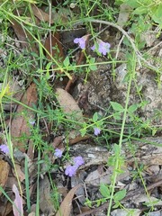Prostanthera sejuncta
