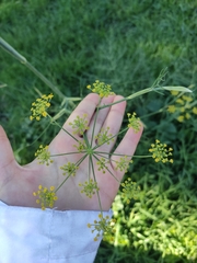 Foeniculum vulgare