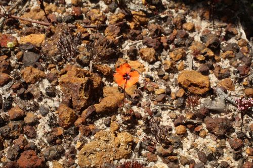 Drosera platystigma (Drosera platystigma)