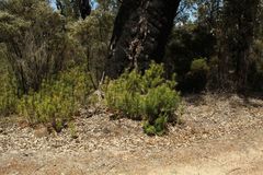 Podocarpus drouynianus