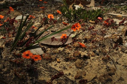 Drosera platystigma (Drosera platystigma)