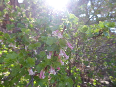 Ribes cereum cereum