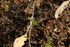 Selaginella gracillima