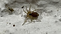 Oecobius
