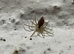 Oecobius