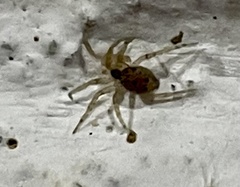 Oecobius