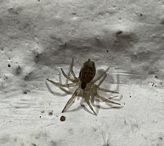 Oecobius