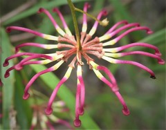 Grevillea diffusa constablei