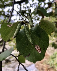 Alnus cordata
