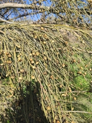 Retama sphaerocarpa