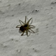 Oecobius