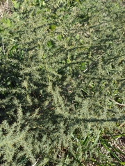 Asparagus acutifolius