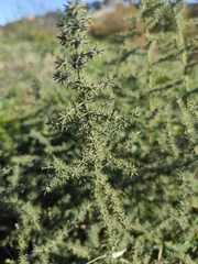 Asparagus acutifolius