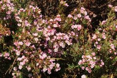 Verticordia plumosa