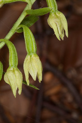 Epipactis