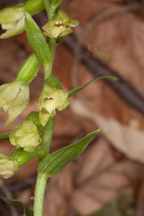Epipactis