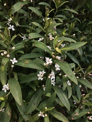 Philotheca myoporoides