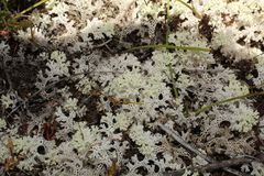 Pulchrocladia ferdinandii