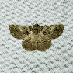 Aeolochroma turneri