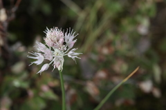 Allium clathratum