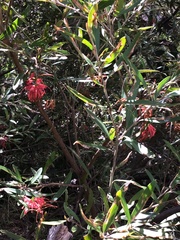 Grevillea monslacana