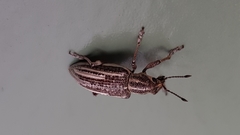 Pelororhinus argentosus