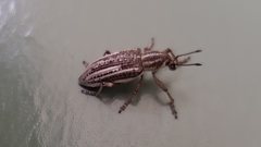 Pelororhinus argentosus