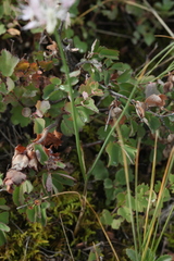 Allium clathratum