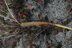 Allium clathratum