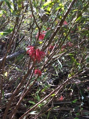 Grevillea monslacana