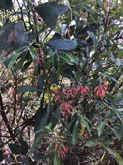 Grevillea monslacana