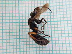 Cryptocheilus versicolor