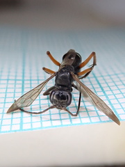 Cryptocheilus versicolor