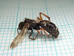 Cryptocheilus versicolor