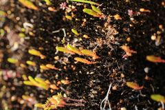 Selaginella gracillima