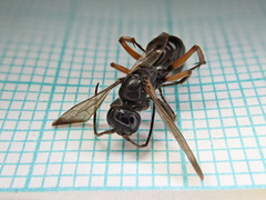 Cryptocheilus versicolor