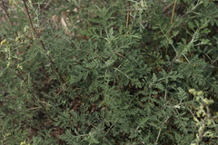 Artemisia santolinifolia