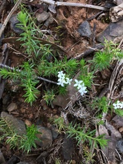 Asperula scoparia